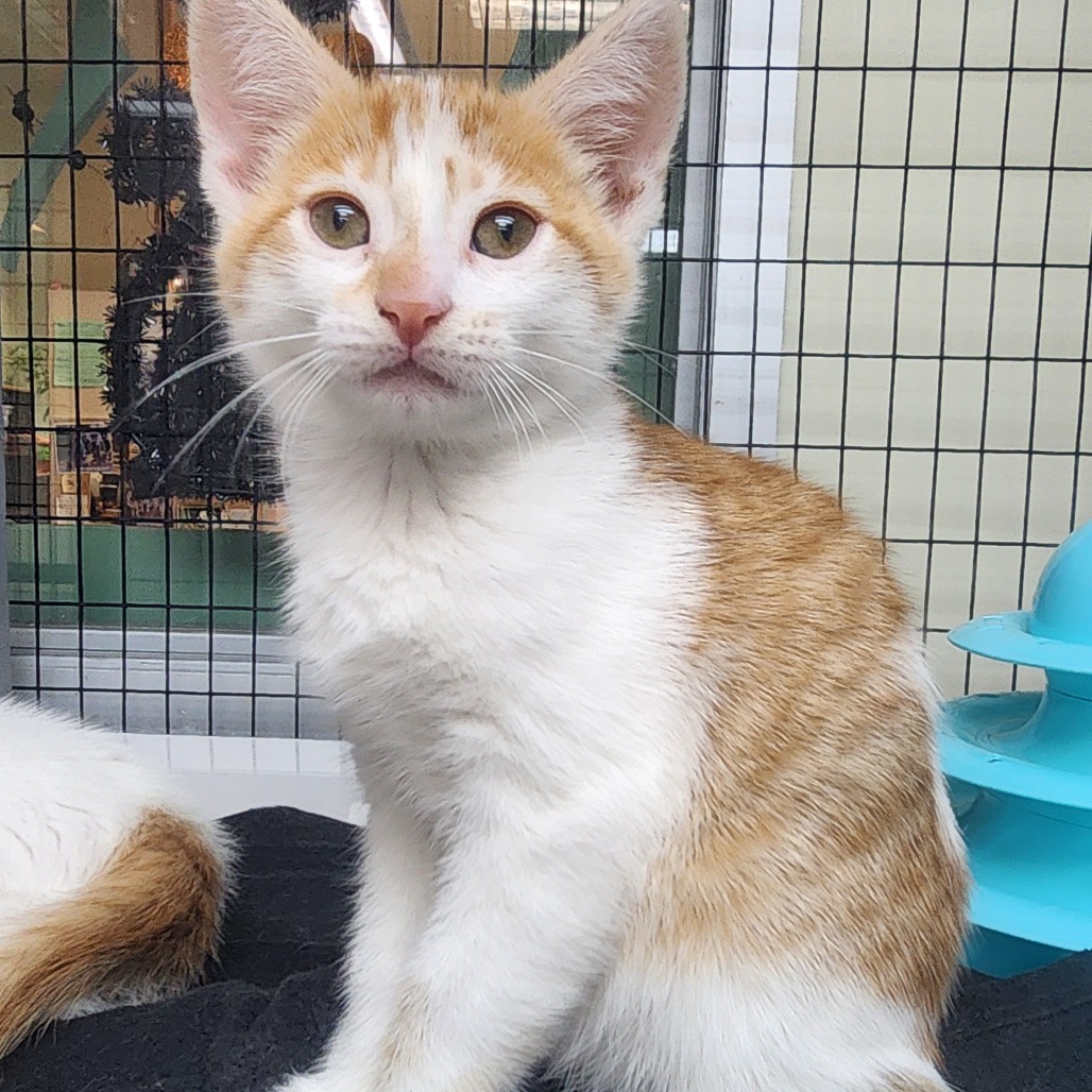 A#73c Twinkie's preview photo