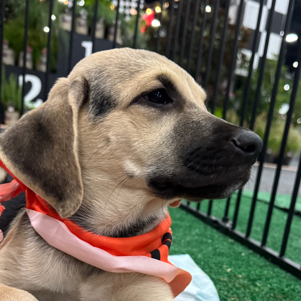 PECAN - Hound / Shepherd available for adoption