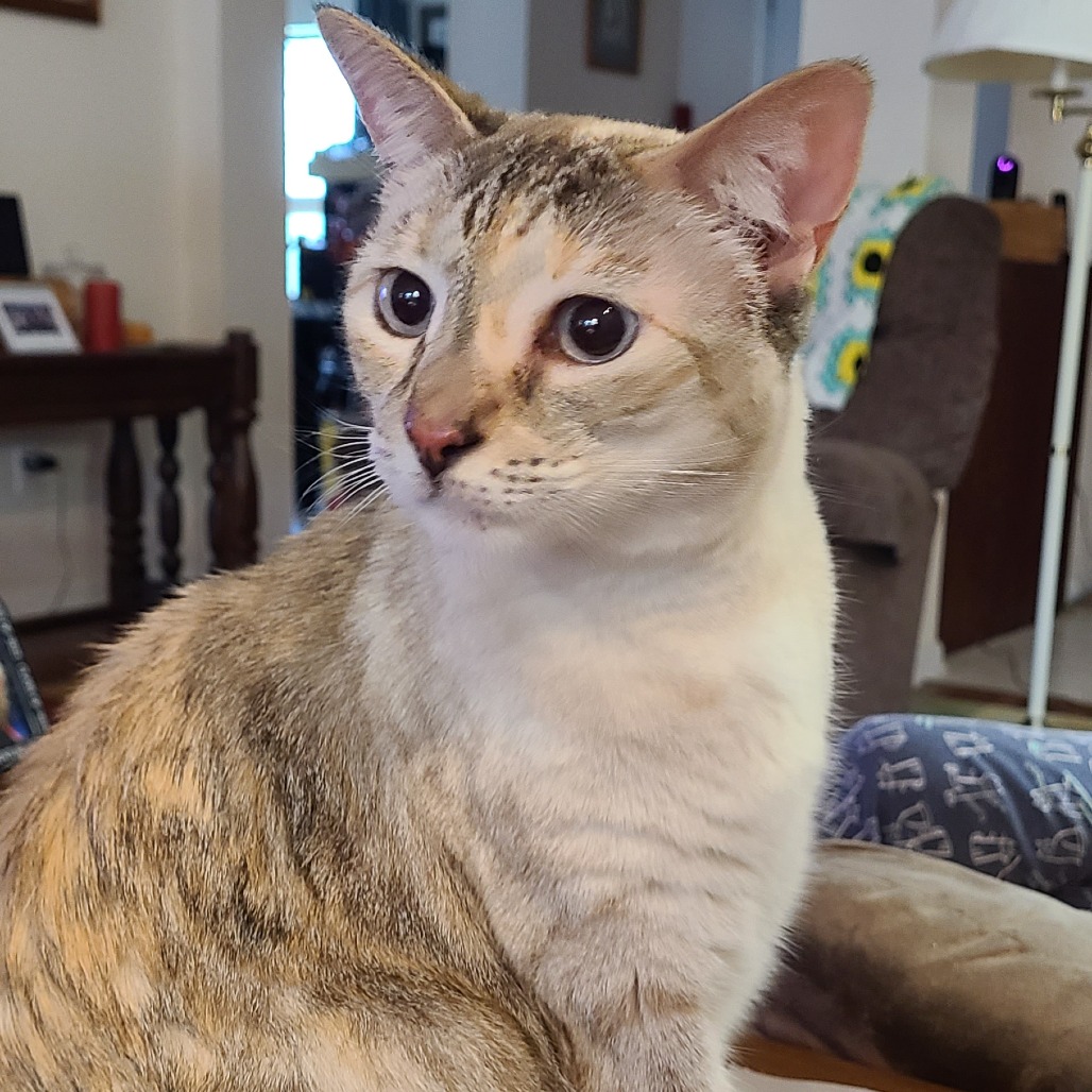 Delilah