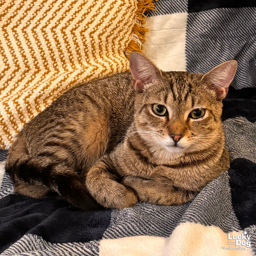 LACEY - Domestic Shorthair available for adoption