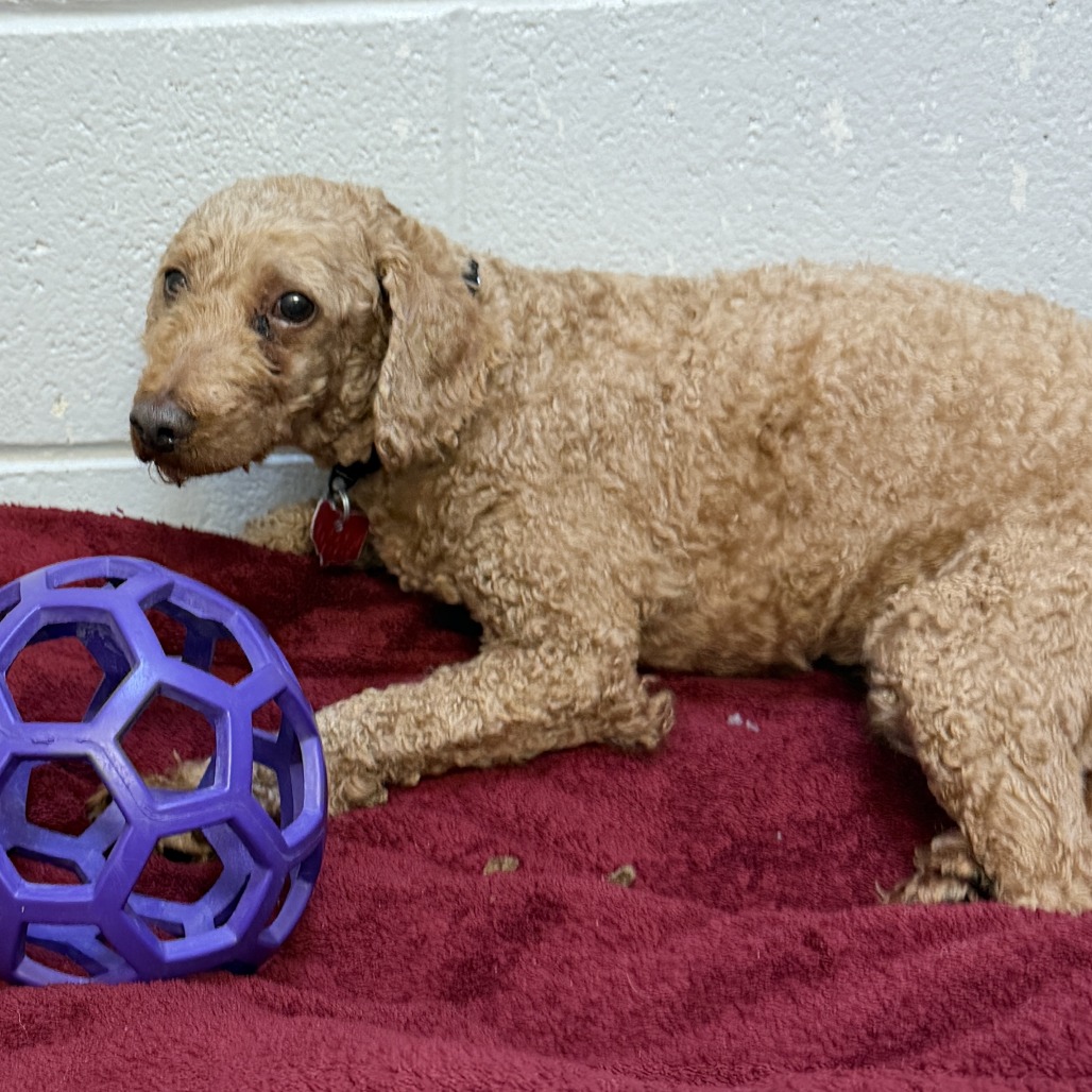 Eeyore — thumbnail 4