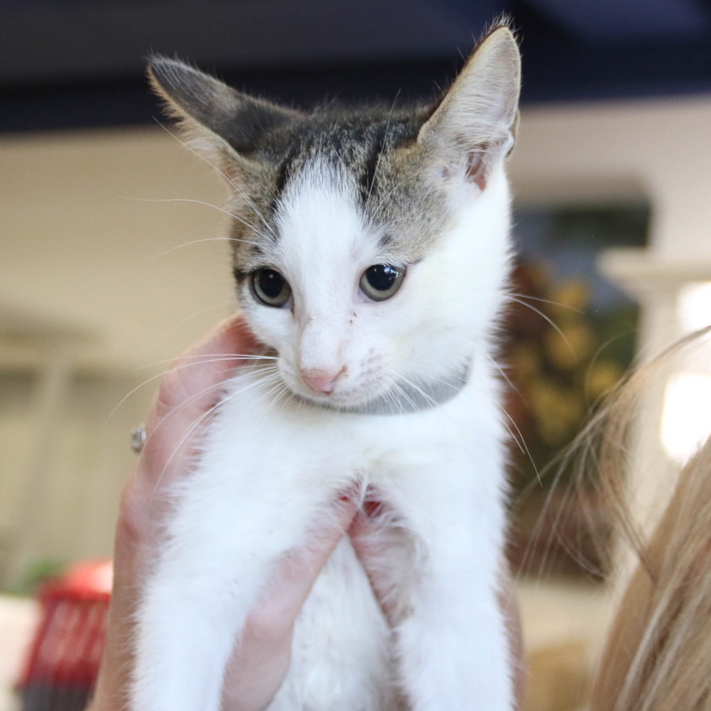 LEO - Domestic Shorthair available for adoption