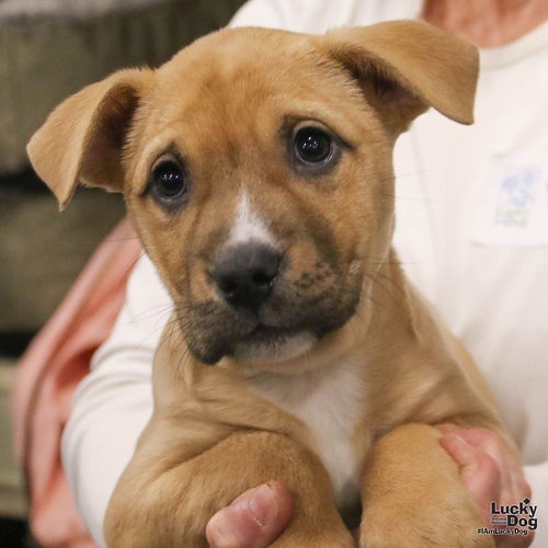 BABBETTE - Retriever, Labrador / Shepherd available for adoption