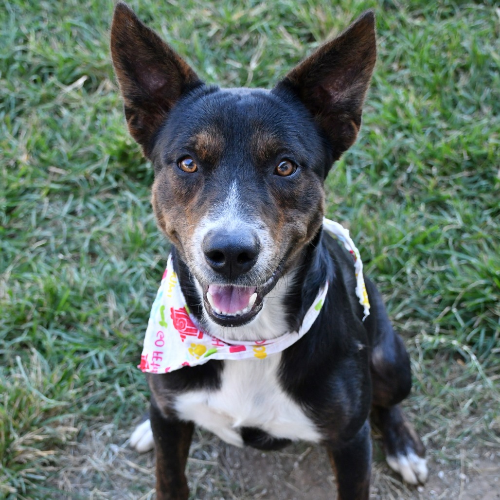 LESTER - Shepherd / Mix available for adoption