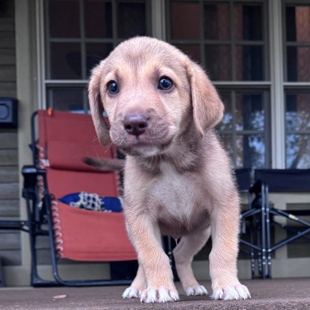 Abel, a golden puppy