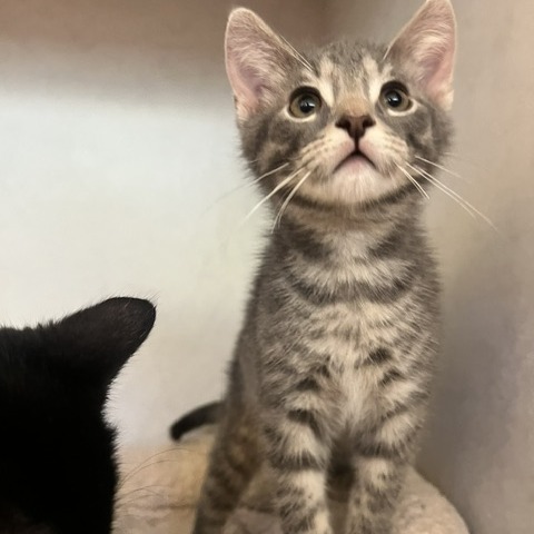 ASHER - Domestic Shorthair available for adoption