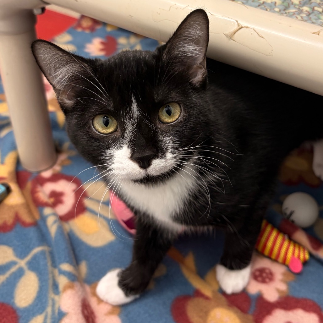TERRIFIC (BONDED TO WONDERFUL) - Domestic Shorthair available for adoption