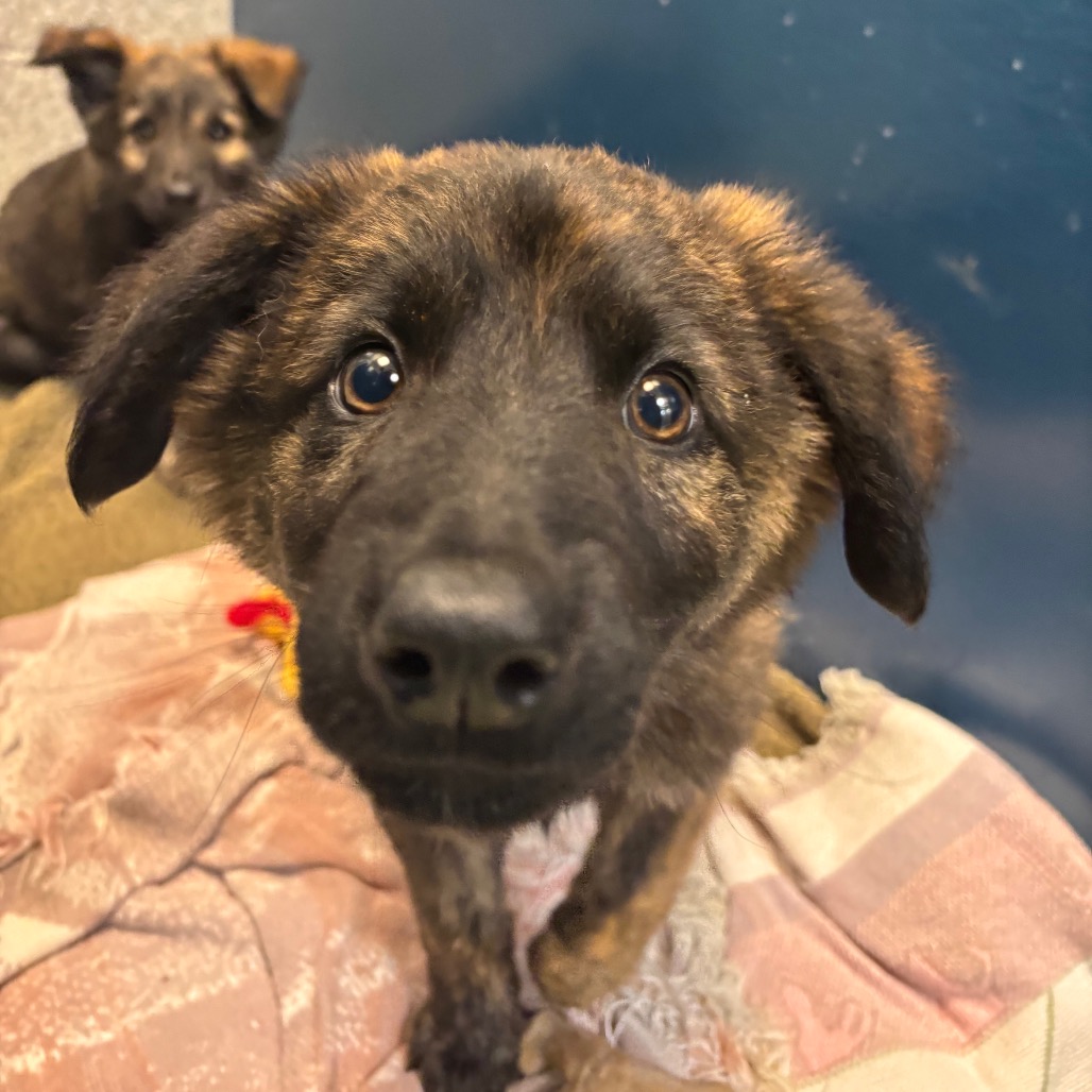 CUCUMBER - Shepherd, German / Mixed Breed (Large) available for adoption