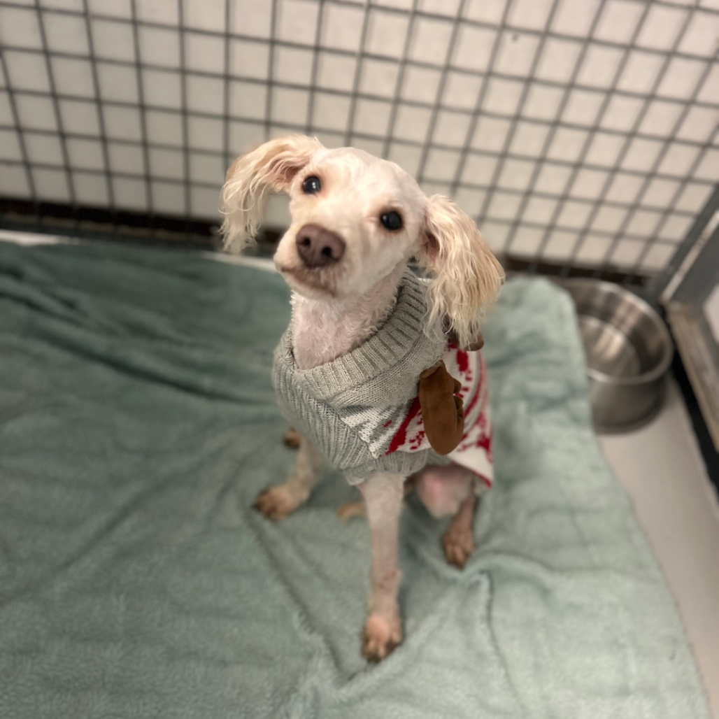 Puffle — thumbnail 2