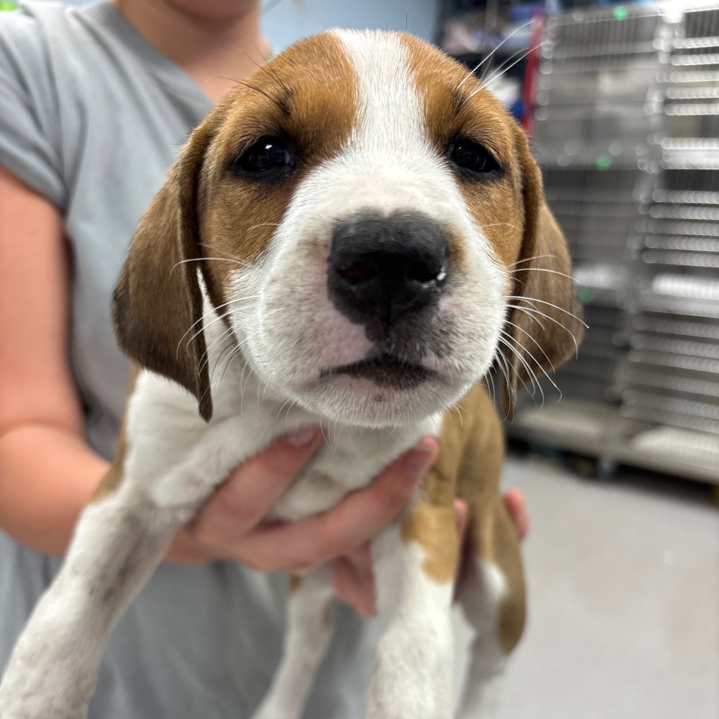WILLOW - Hound / Retriever available for adoption