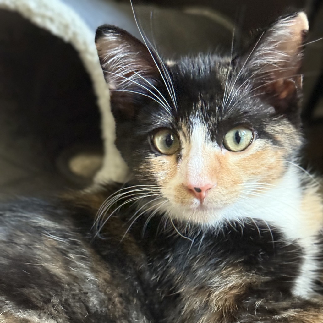 OPHELIA (BONDED WITH OZZIE) - Domestic Shorthair available for adoption