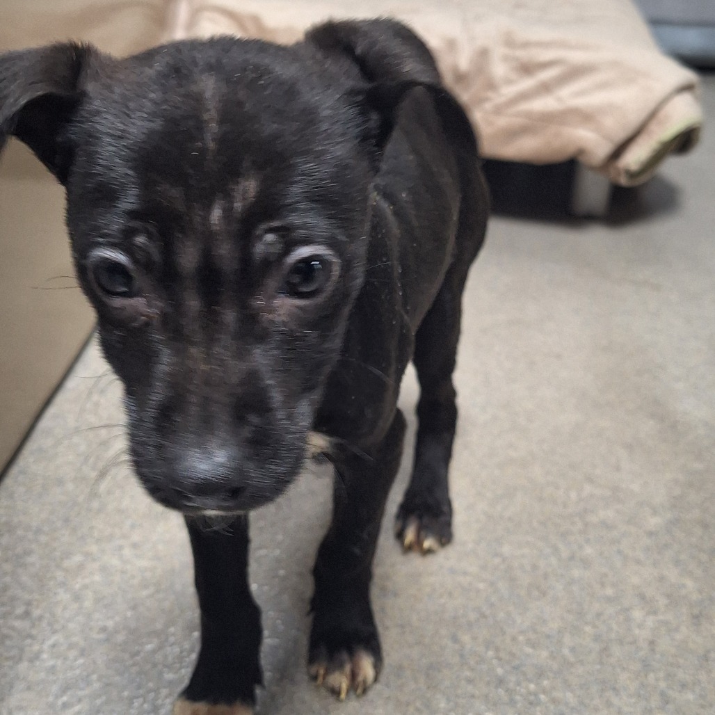 Kennel#21's preview photo