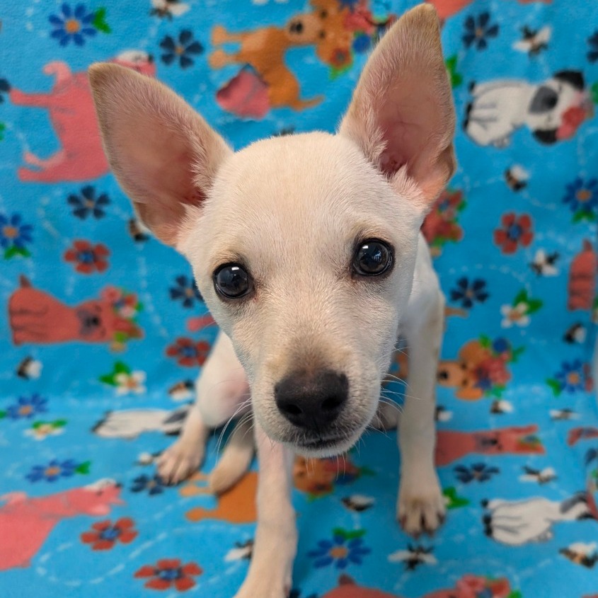 GLACIER — thumbnail 4