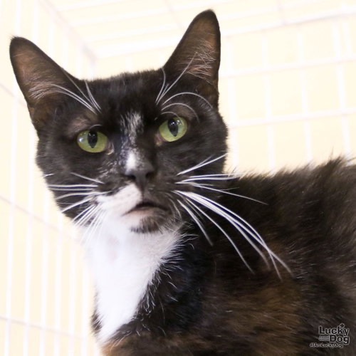 PIPPIN - Domestic Shorthair available for adoption