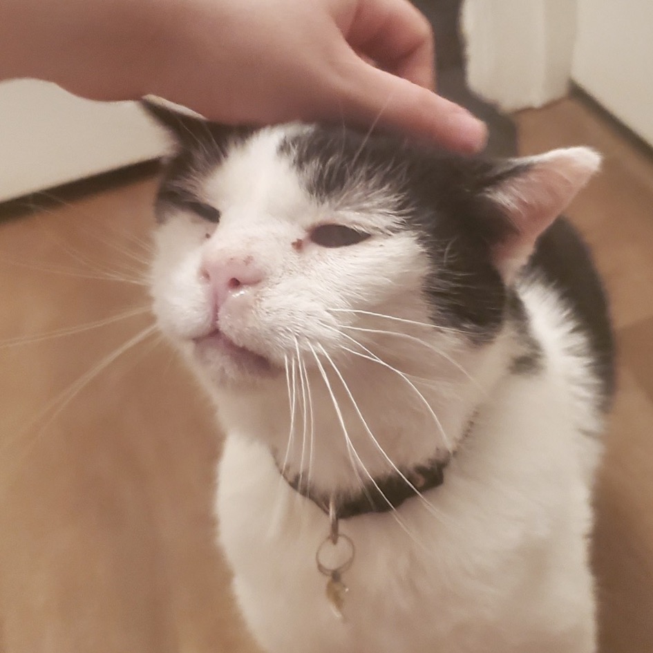 Toothless, an adoptable cat