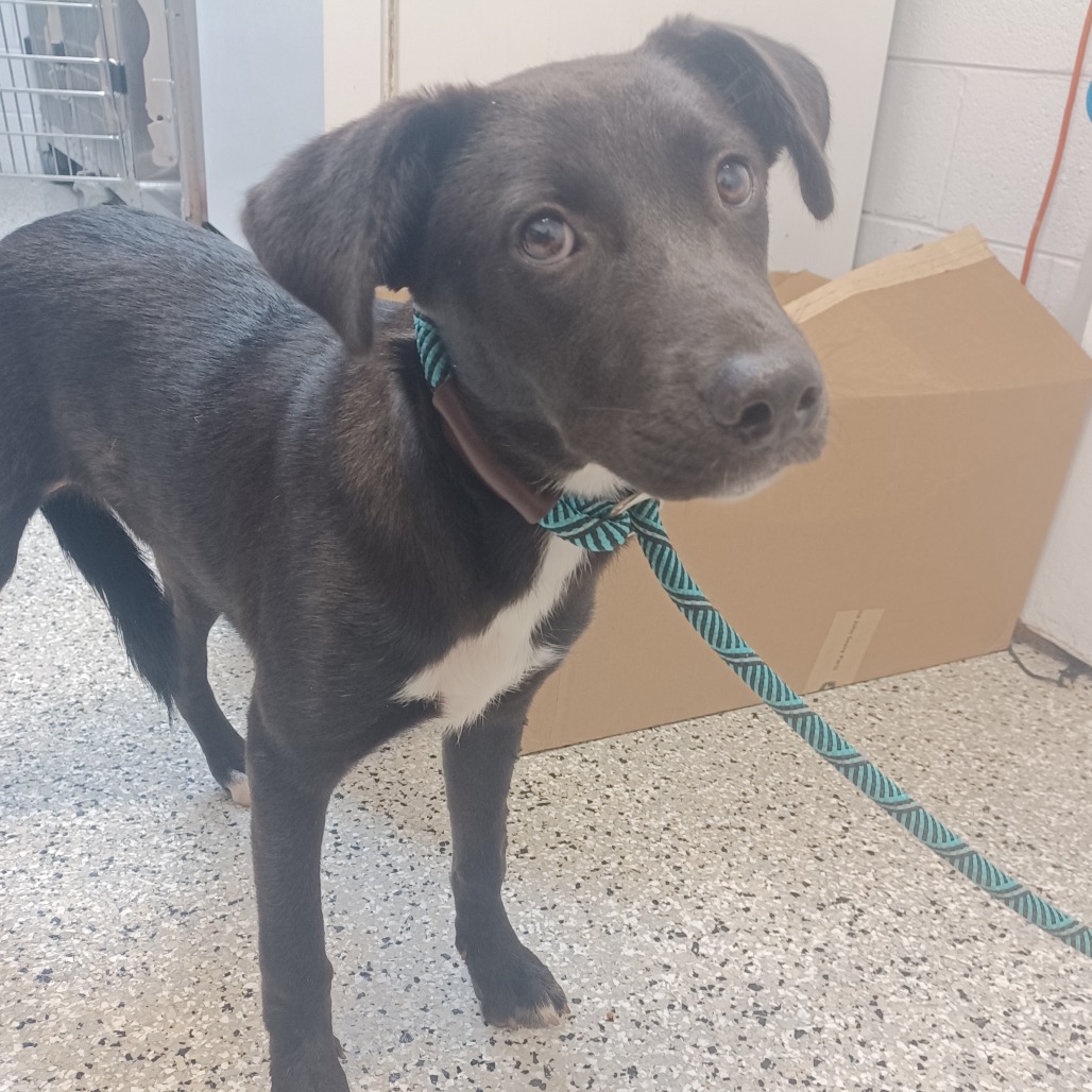 DAISY MAE - Retriever, Labrador / Feist available for adoption
