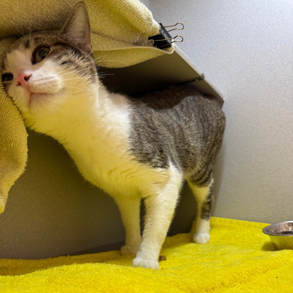 Photo of Nick Carraway 6