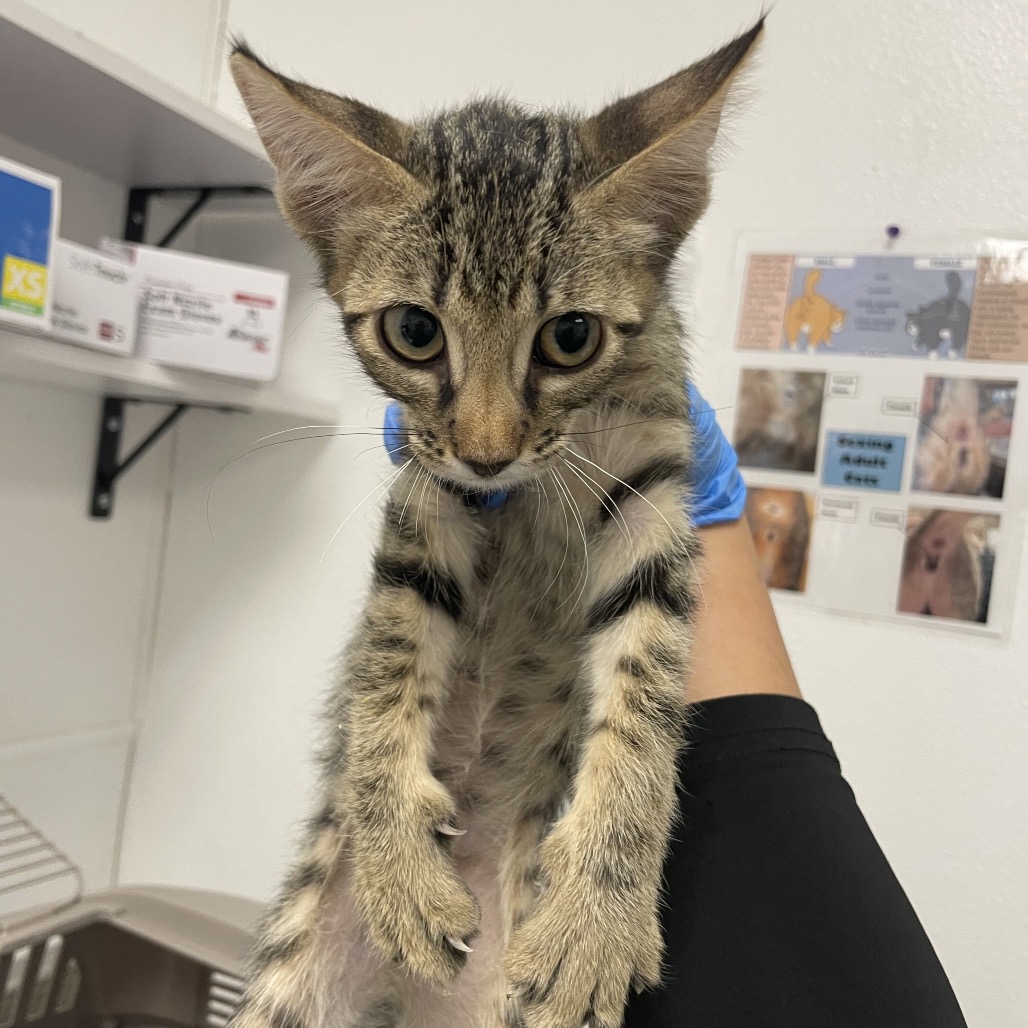 OOGIE BOOGIE - Domestic Shorthair available for adoption