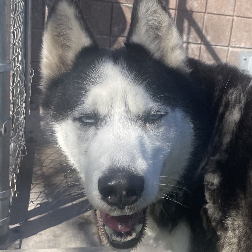 Rocky — thumbnail 4