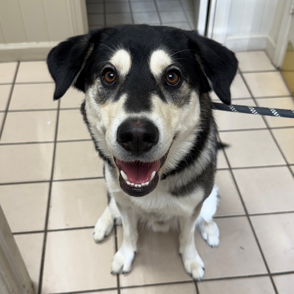  Photo of TUSC-Stray-83523