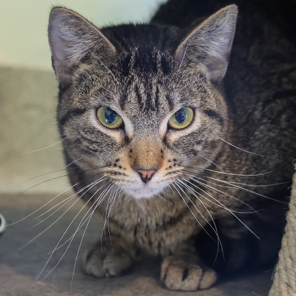 Satay — thumbnail 4