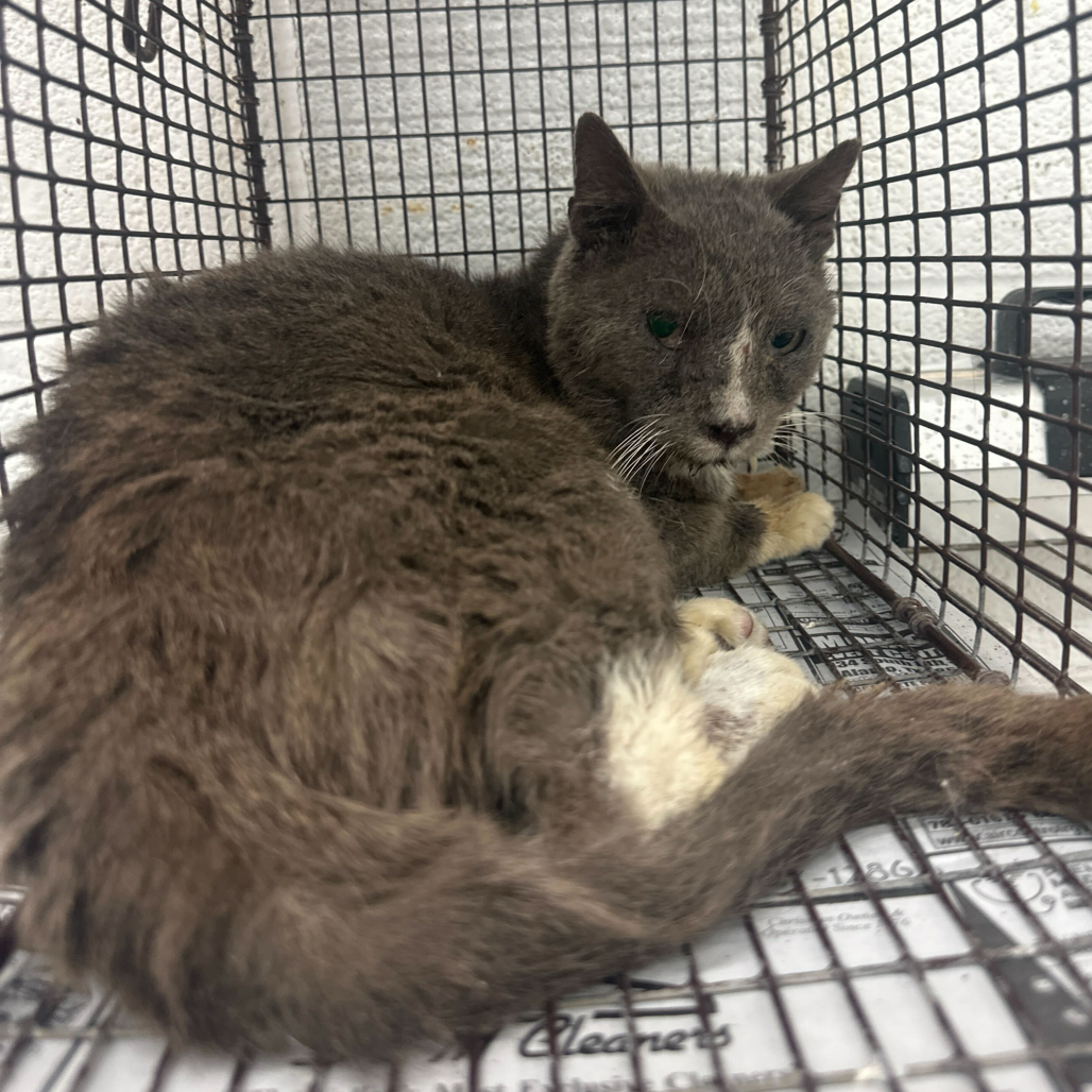 Owen, available for adoption at PVAS