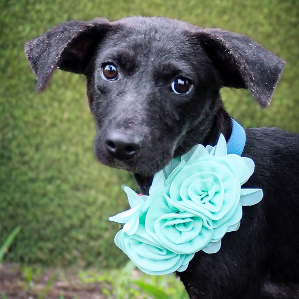 Mylo, an adoptable dog at SPCA-BC