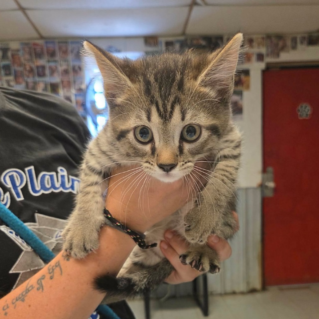 LUCA - Domestic Shorthair available for adoption
