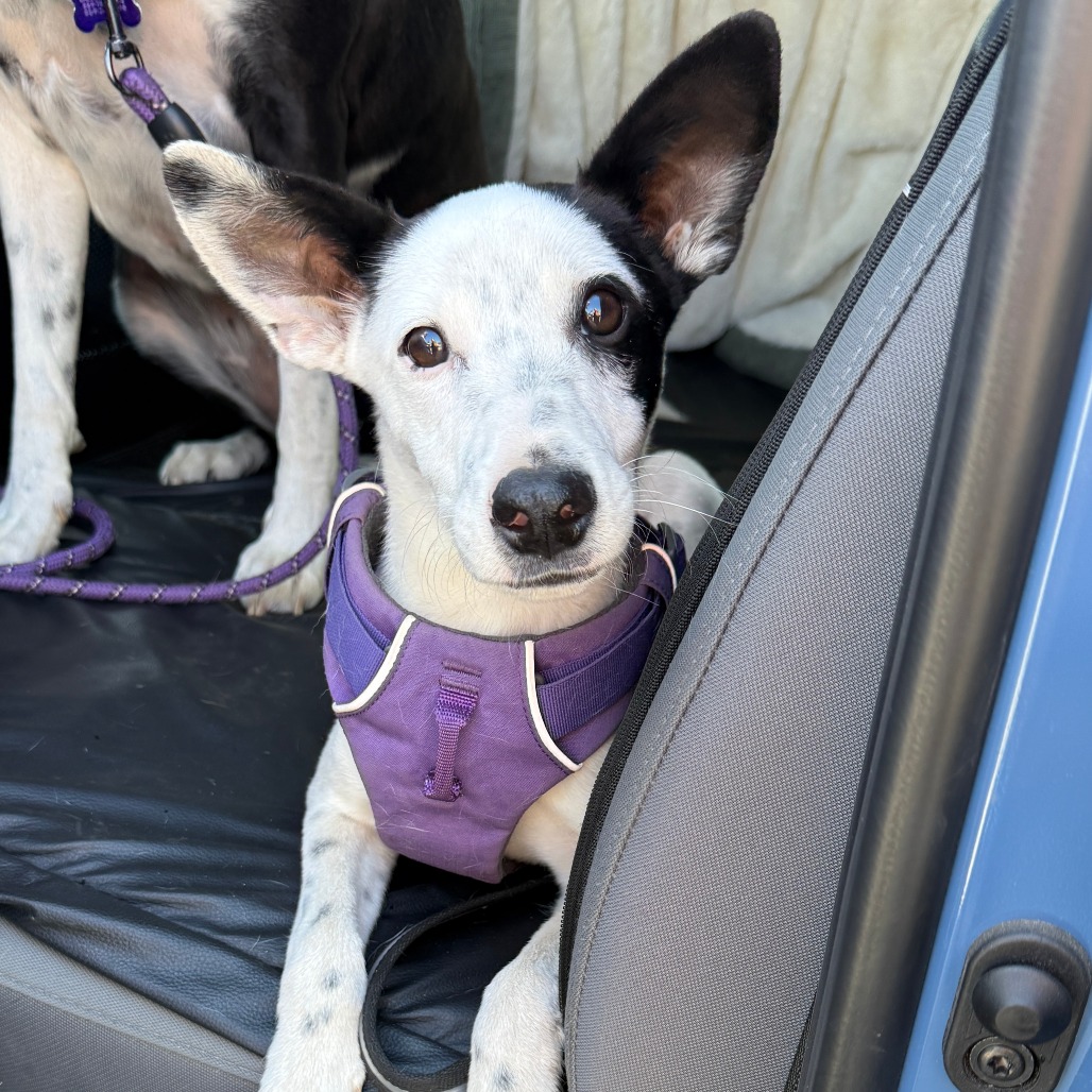 Bandit, photo 2