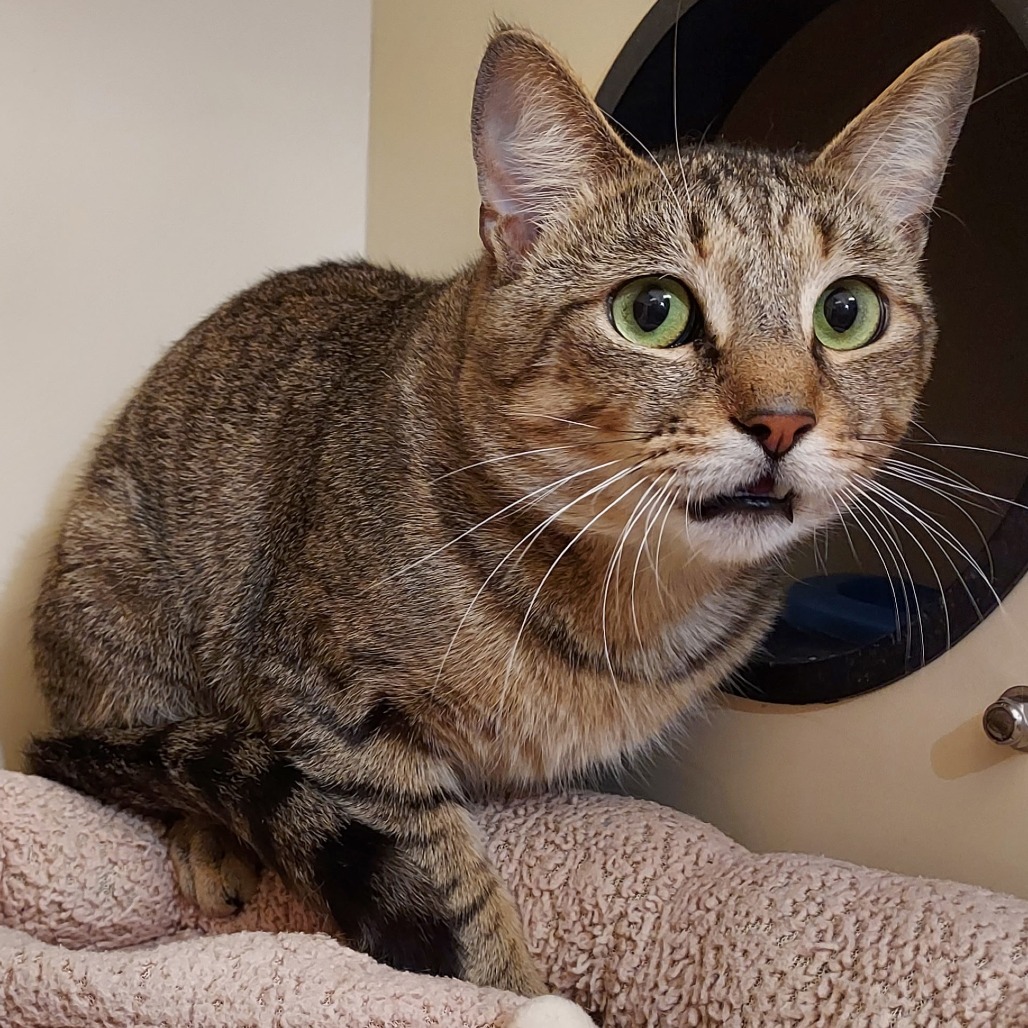 MONARCH - Domestic Shorthair available for adoption
