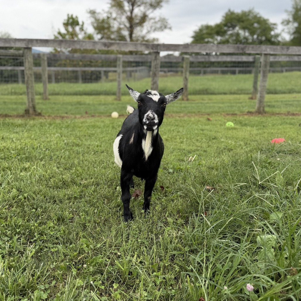 TALIA - Nigerian Dwarf available for adoption