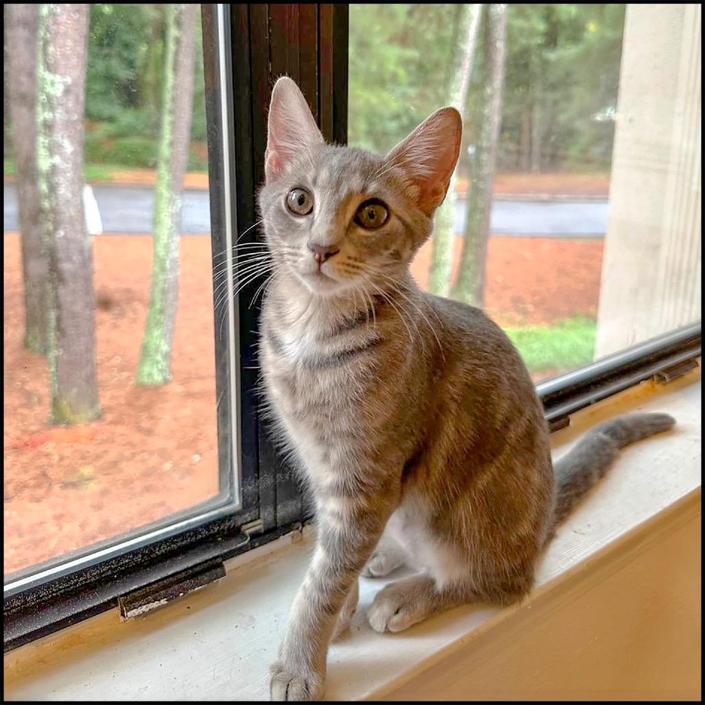 LINTY - Domestic Shorthair available for adoption