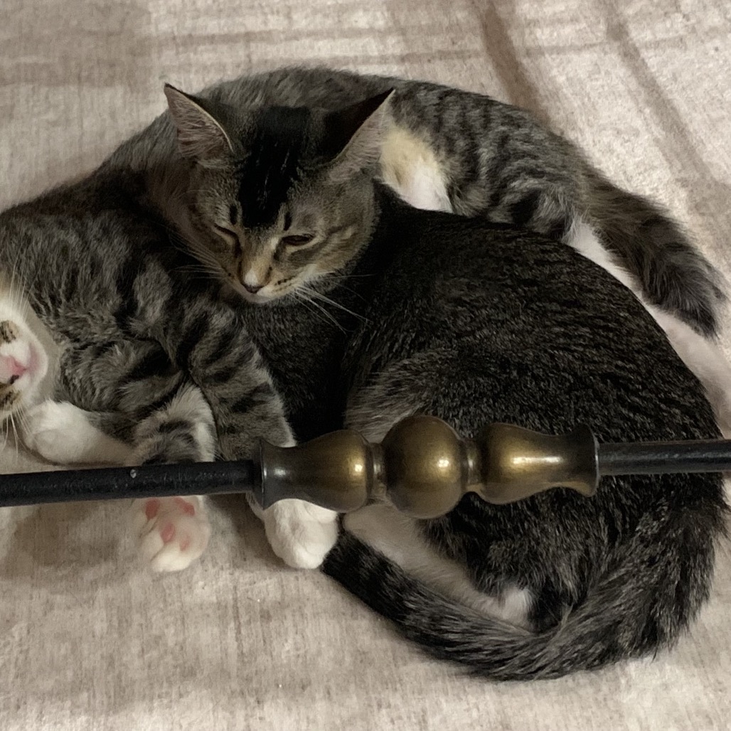 DESI - Domestic Shorthair available for adoption