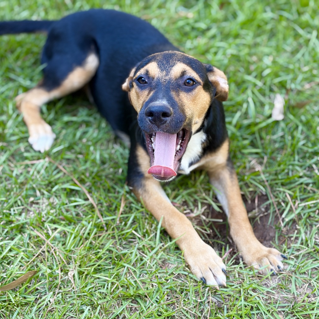 Roxie, photo 8