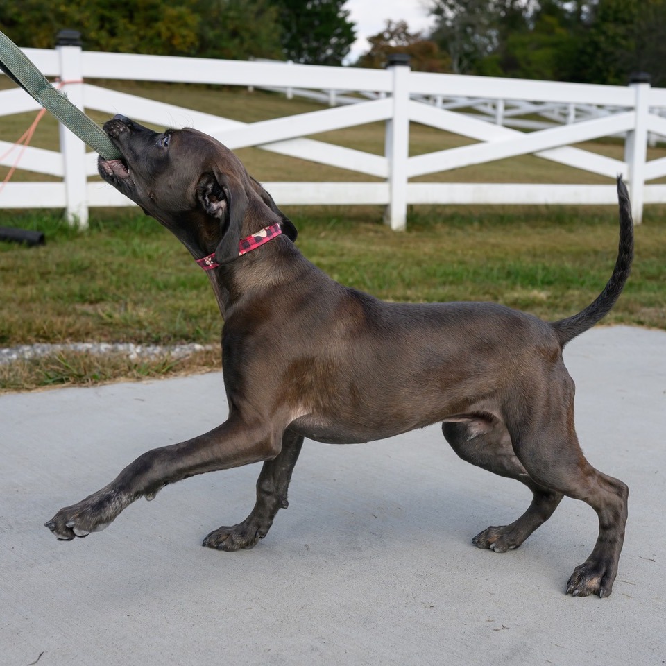 Colter, photo 11