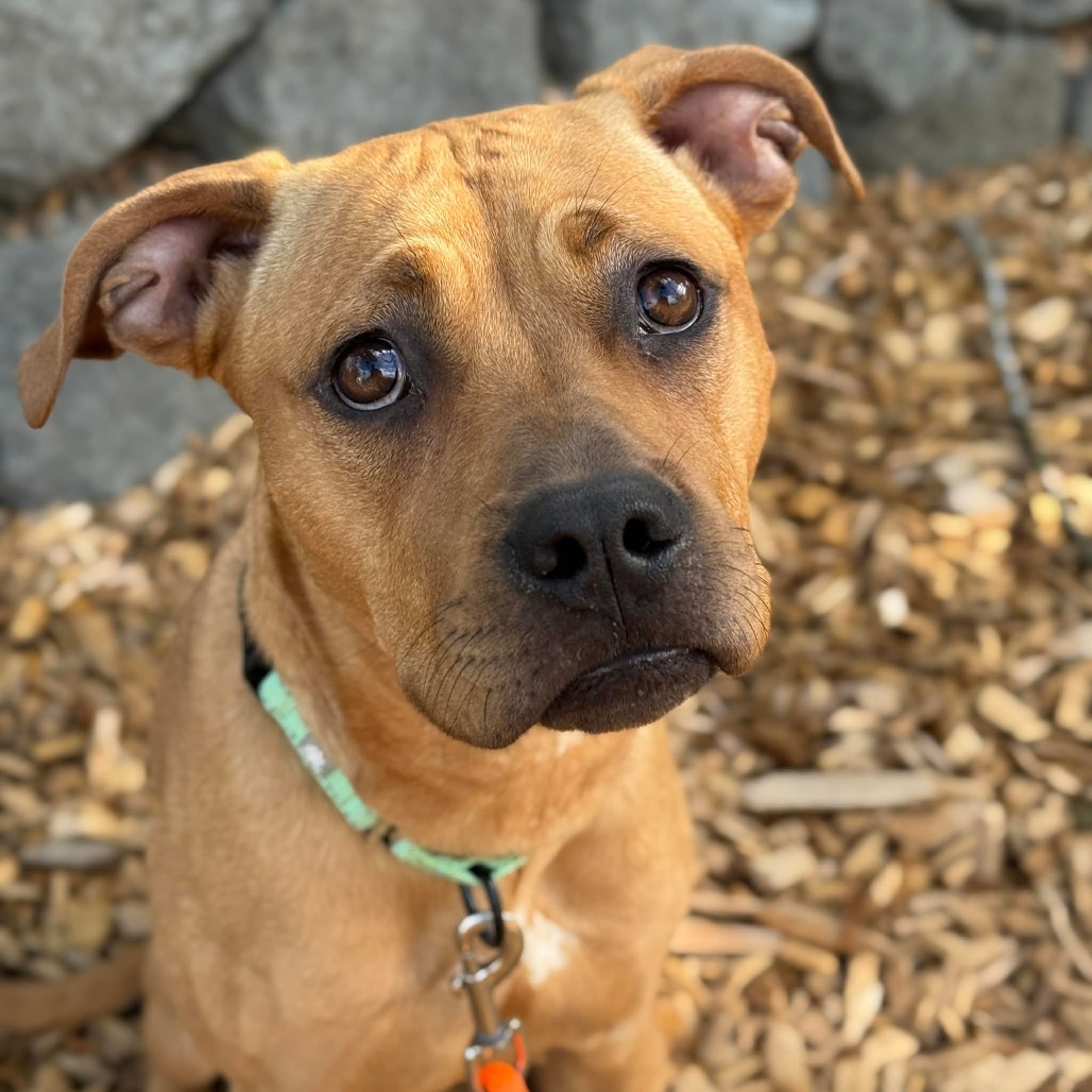 Pit Bull