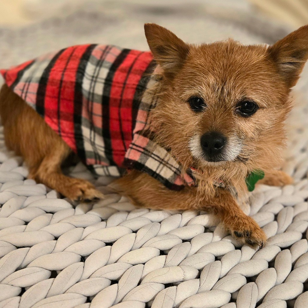 Chico is available for adoption at Full Circle Rescue and Sanctuary