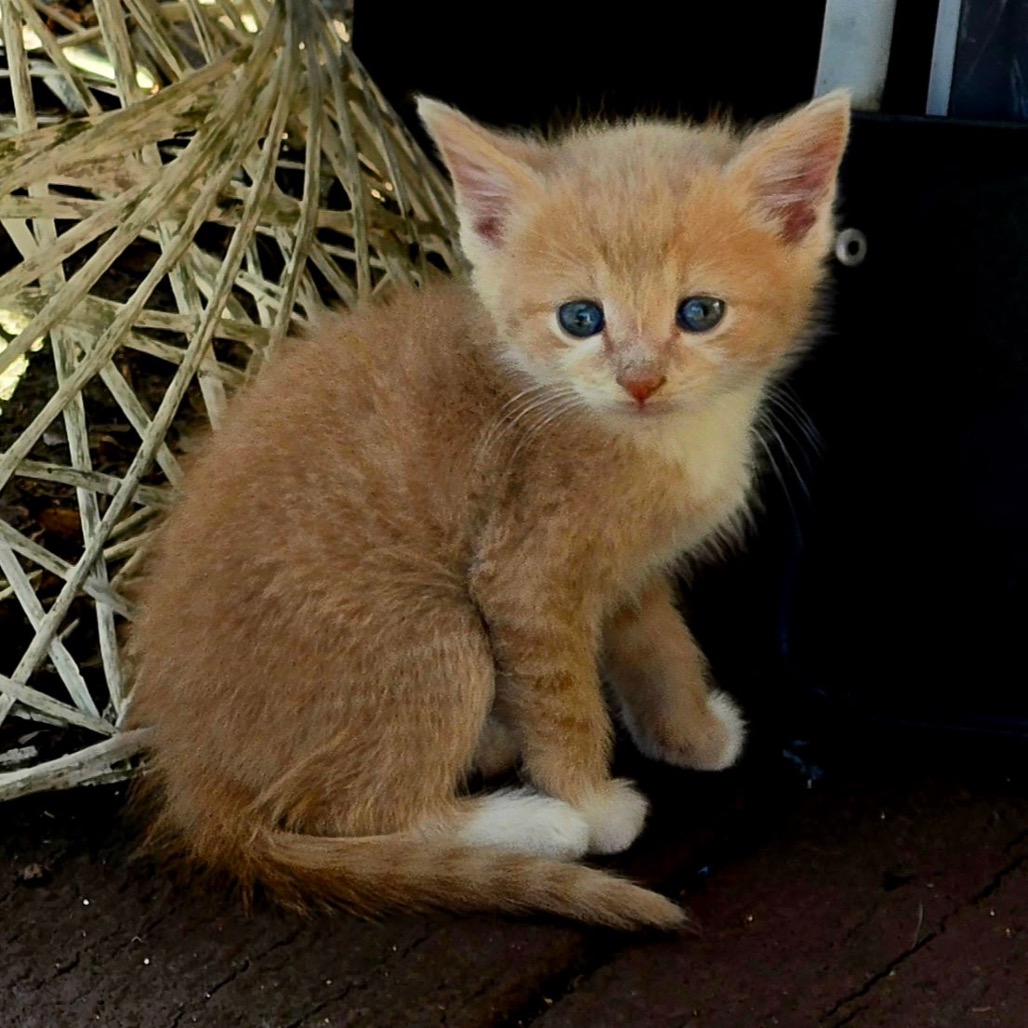 BUTTERS - Domestic Shorthair available for adoption
