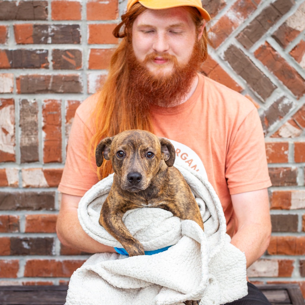 CODENAME - Terrier / Hound, Plott available for adoption