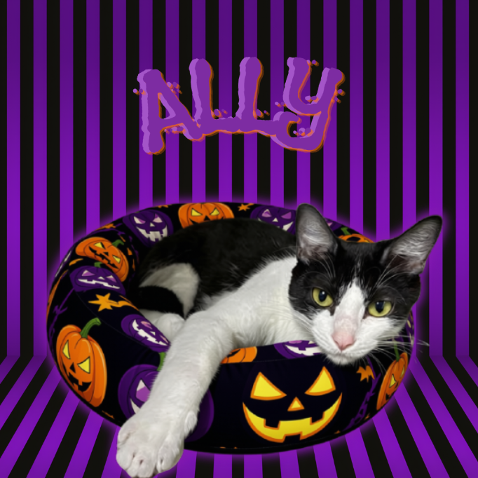 ALLY - Domestic Shorthair available for adoption