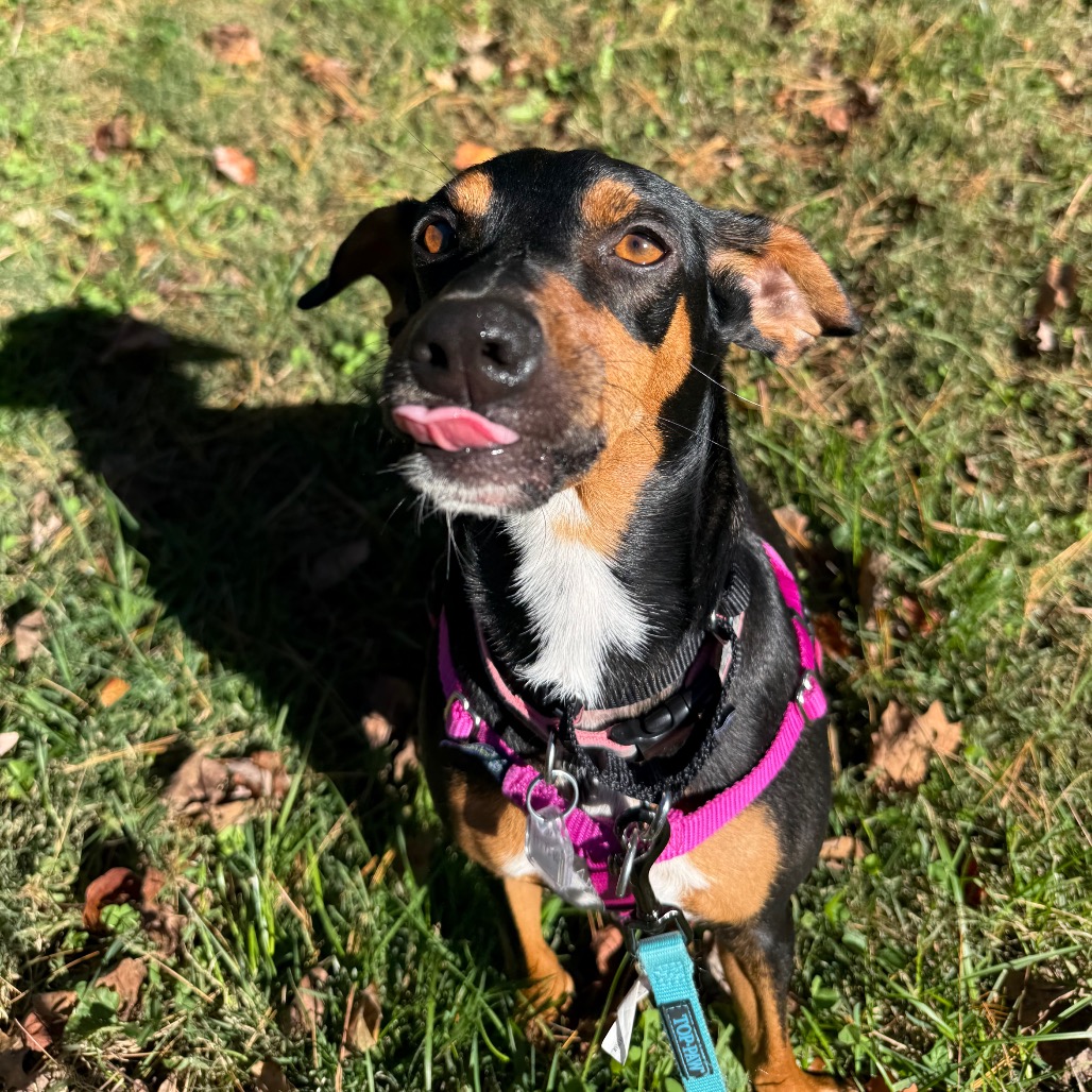 Trixie, photo 9