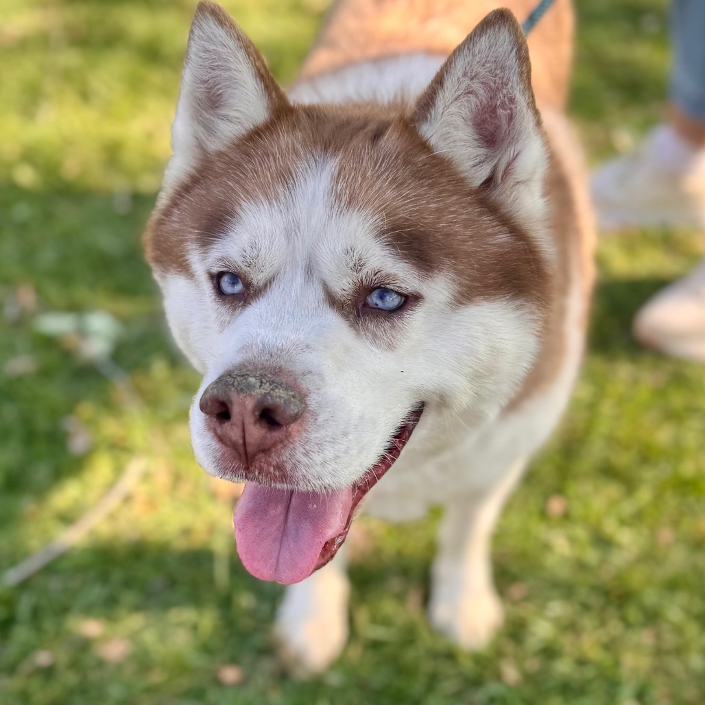 Apollo (C000-753) - Chino Hills Location, photo 30