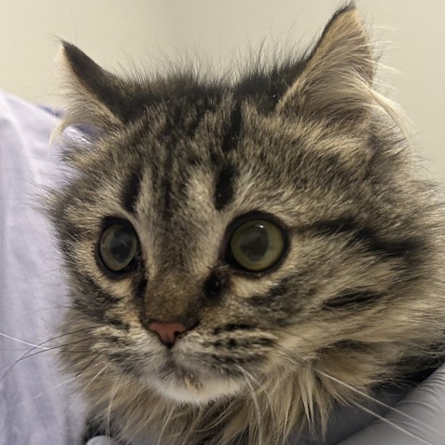 Alexa — thumbnail 2