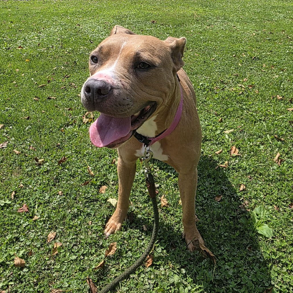 Shiloh, photo 6