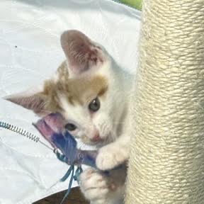 BILLY - Domestic Shorthair available for adoption