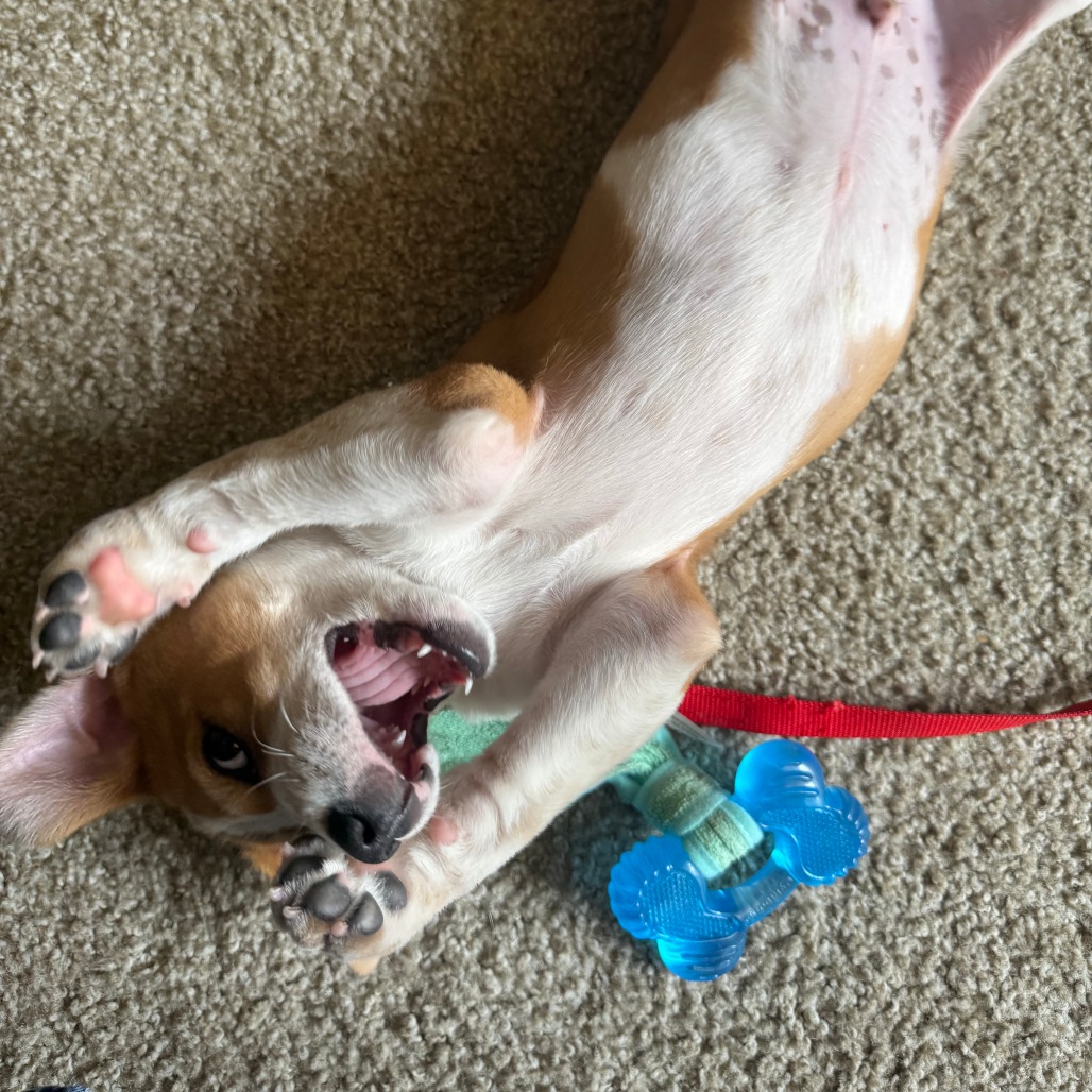 BRUNO - Cattle Dog / Australian (Red Heeler) available for adoption