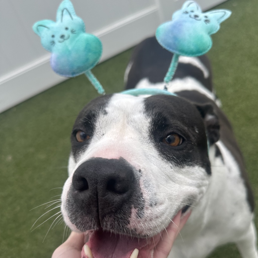 Bella — thumbnail 11