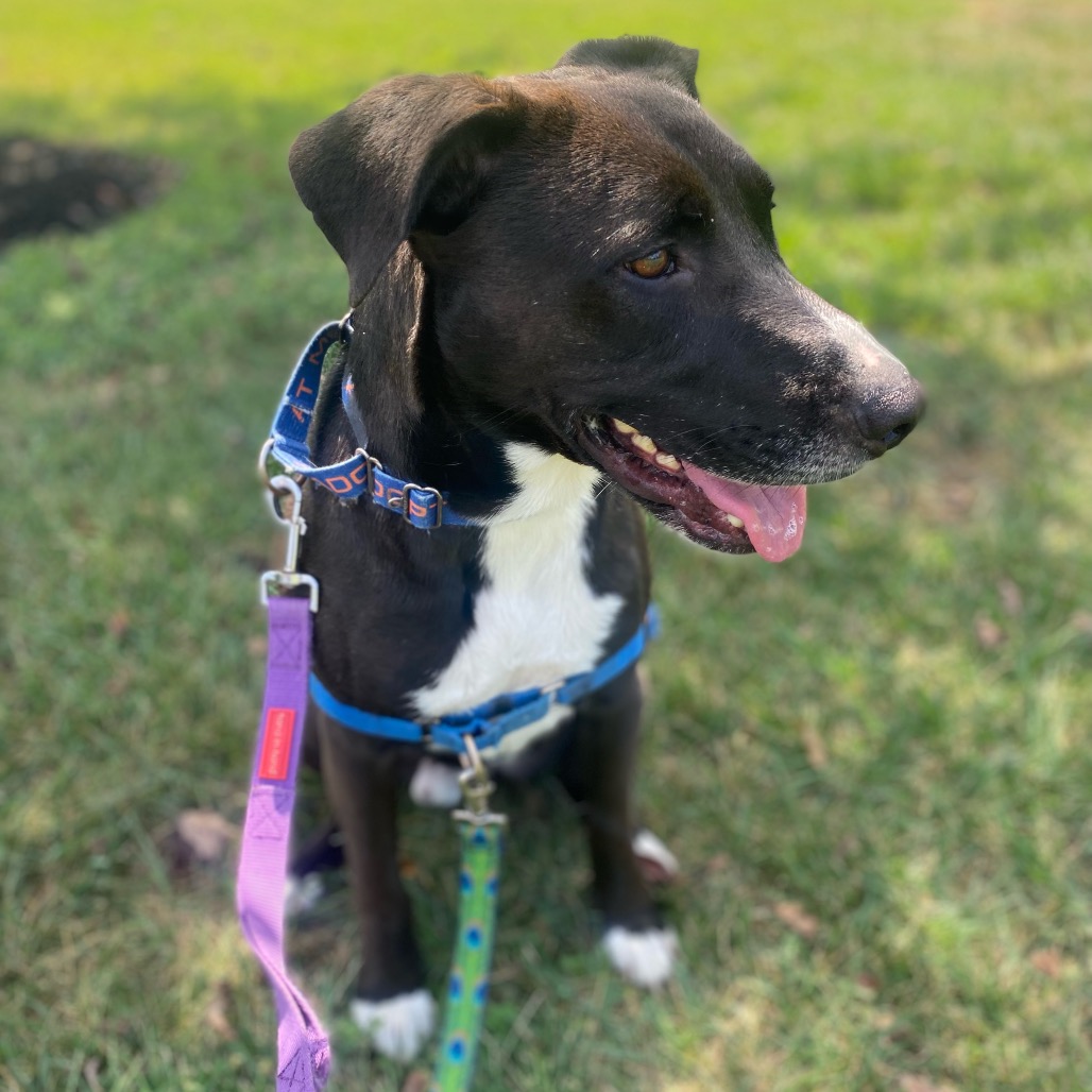 Rambo, photo 26