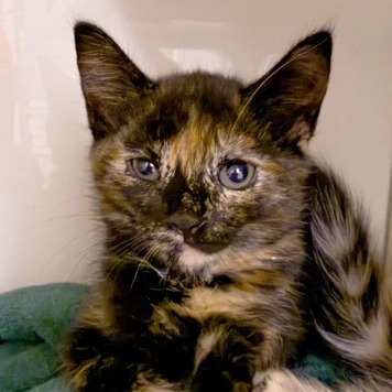 Astro - Domestic Shorthair