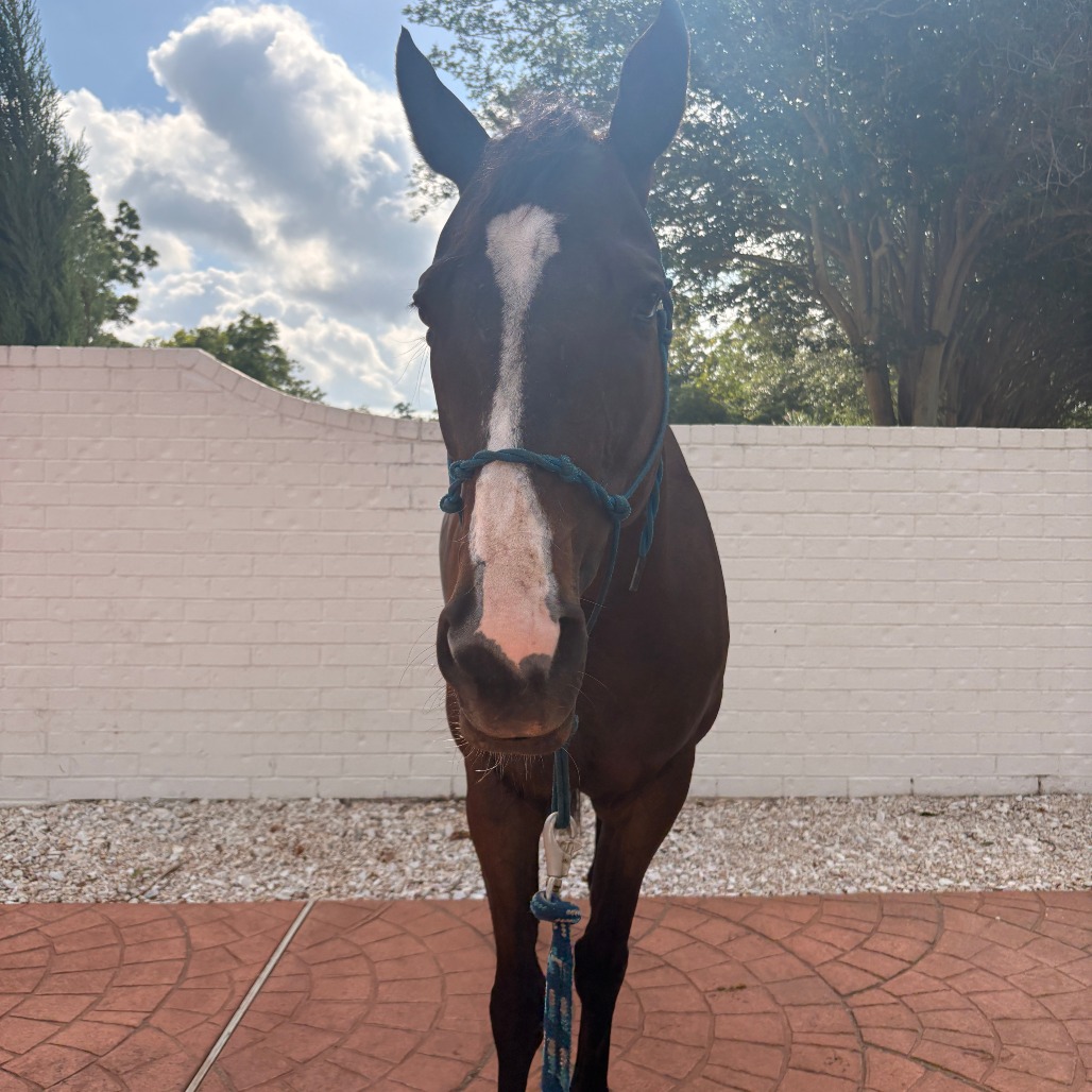 I'M ALL MIXED UP ("MÉLANGE") - Thoroughbred available for adoption